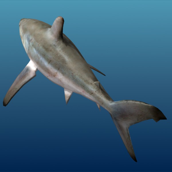 Shark - Low-poly 3D model_1