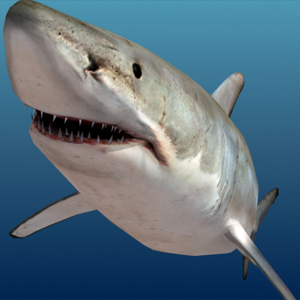 Shark - Low-poly 3D model_6