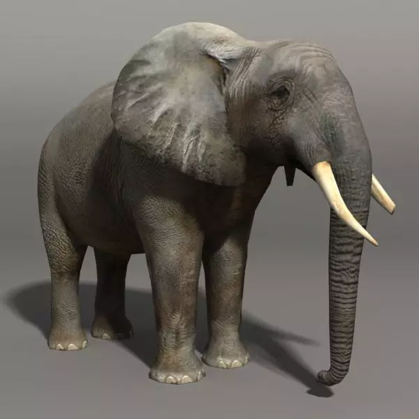 Elephant 19436 Low-poly 3D model_0