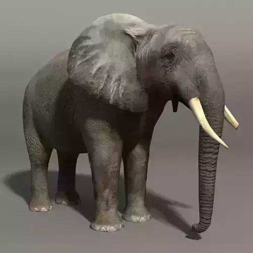 Elephant 19436