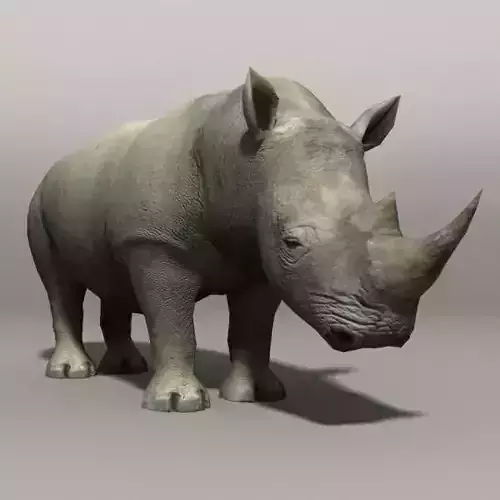 Rhino