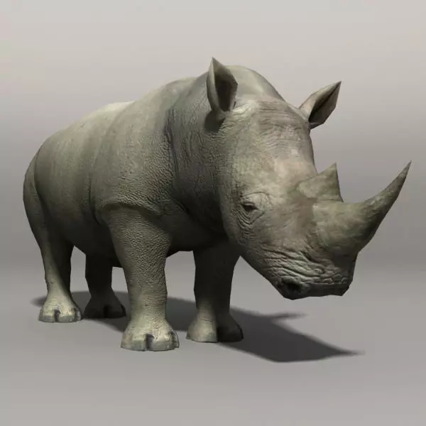 Rhino Low-poly 3D model_0