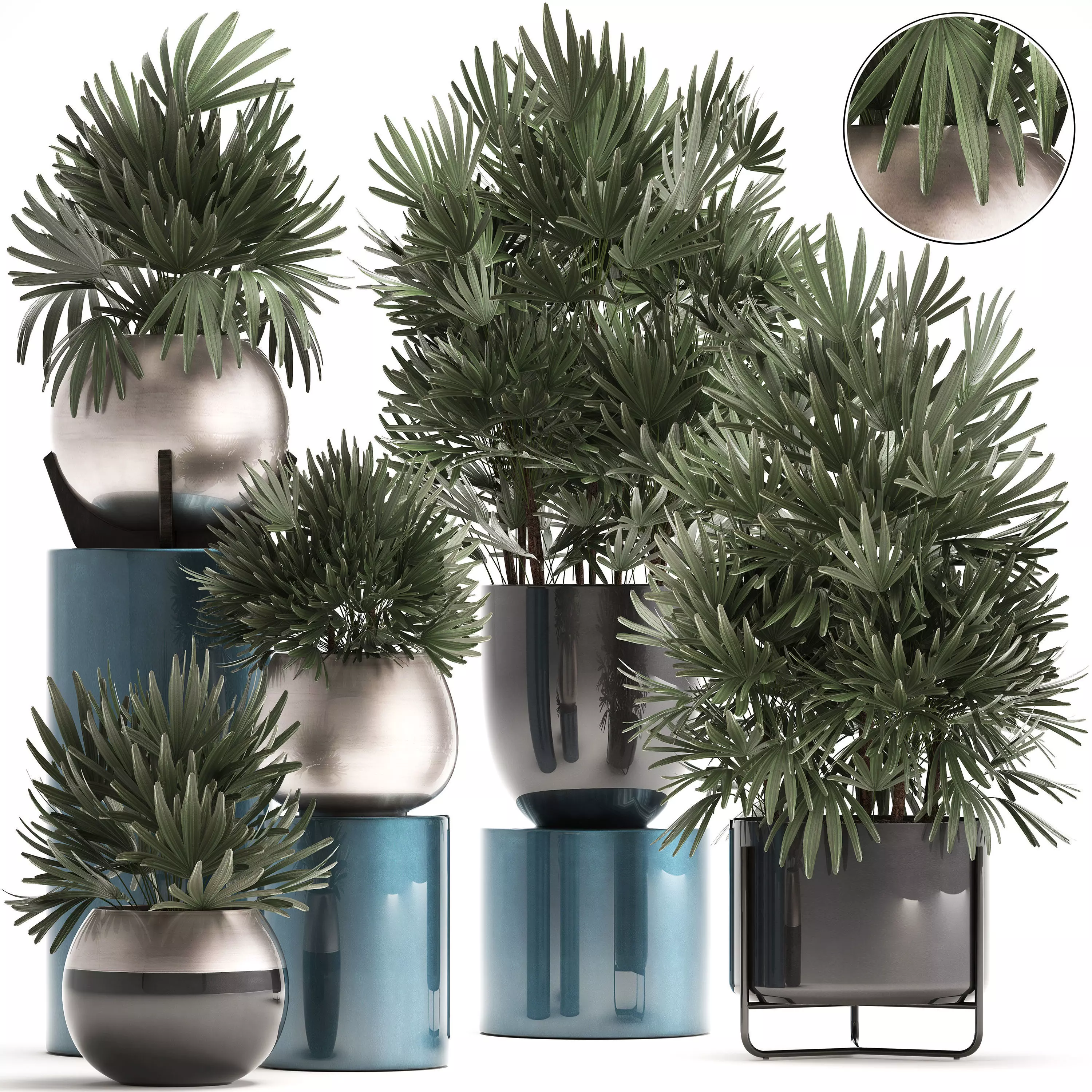 Rhapis excelsa palms 3D model