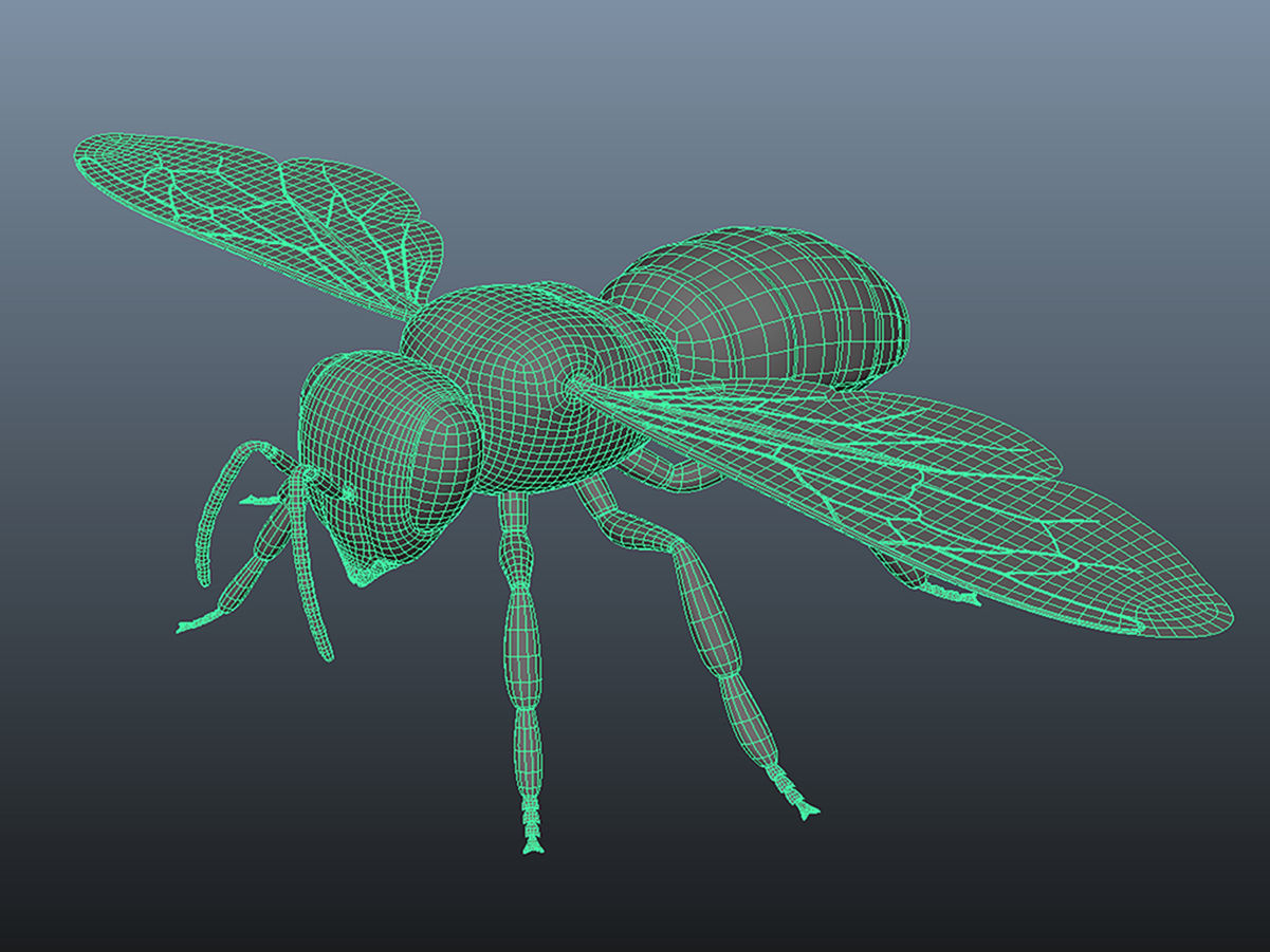 Honey Bee 3D model_6