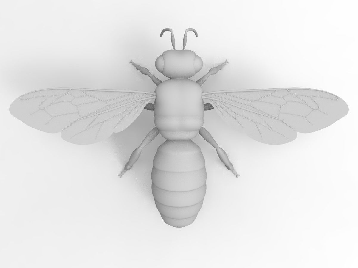 Honey Bee 3D model_5