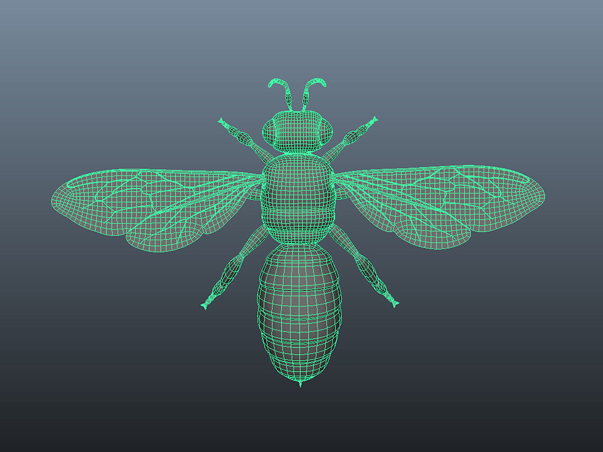 Honey Bee 3D model_7