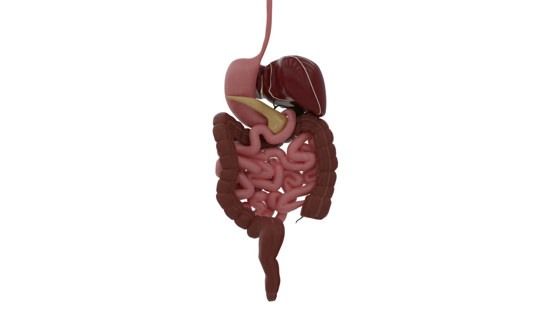 Digestive system Low-poly 3D model_6