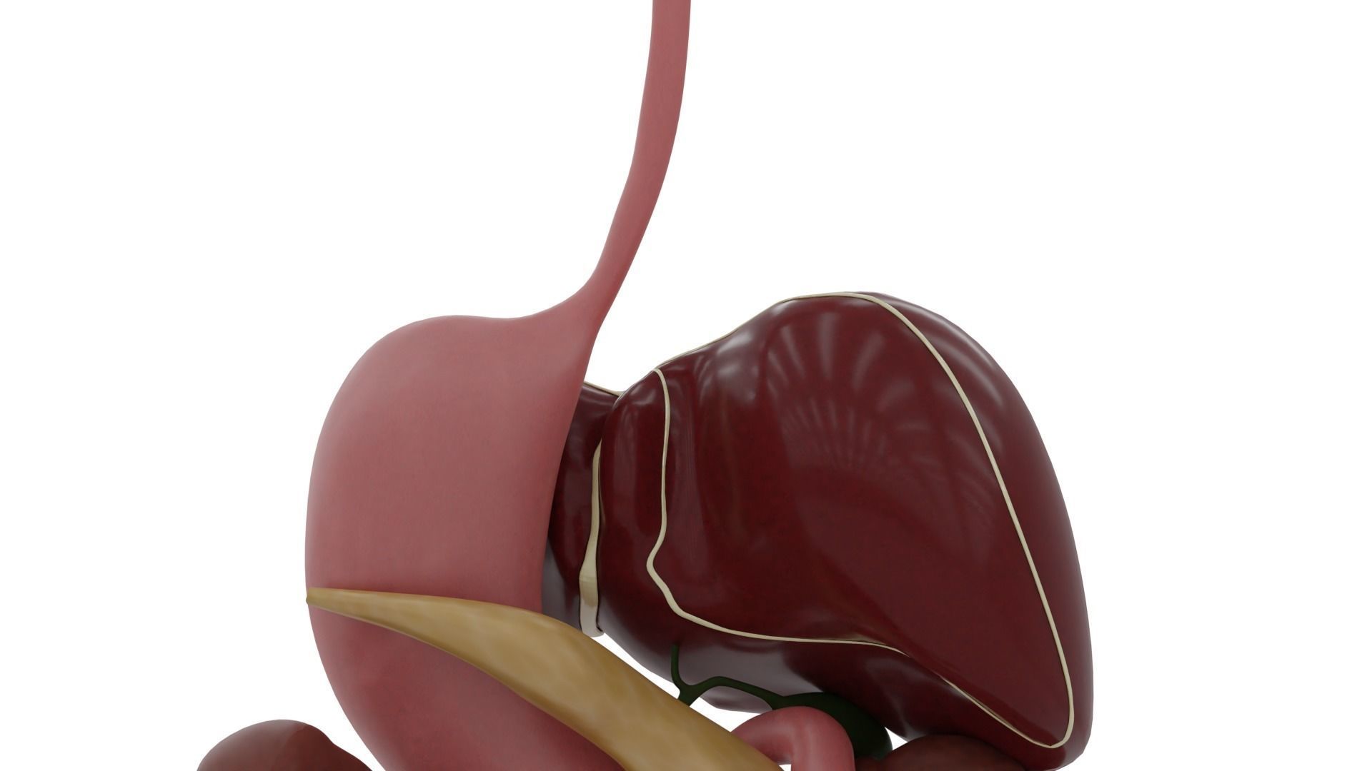 Digestive system Low-poly 3D model_2