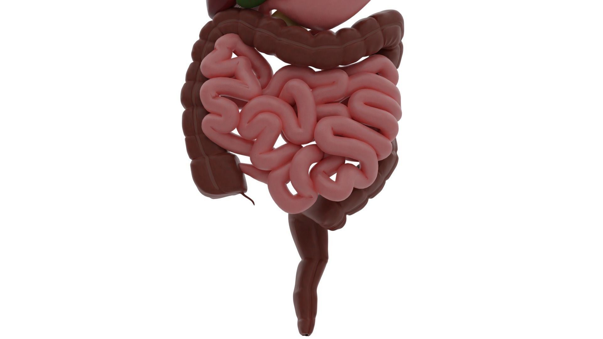 Digestive system Low-poly 3D model_5