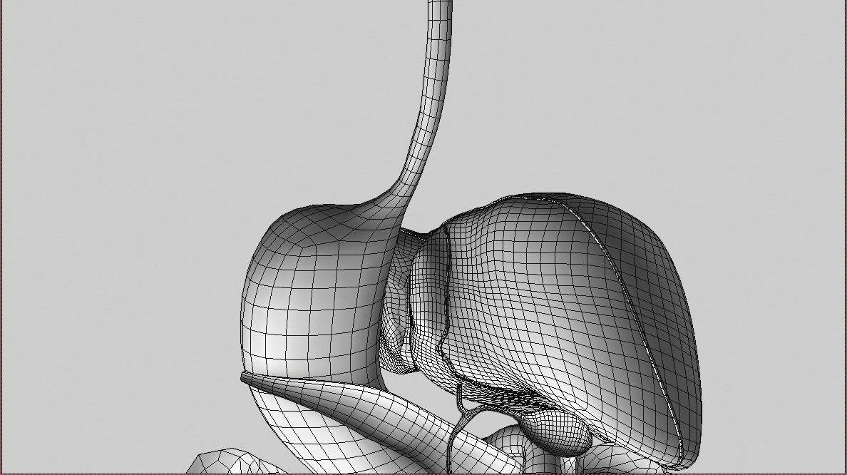 Digestive system Low-poly 3D model_9