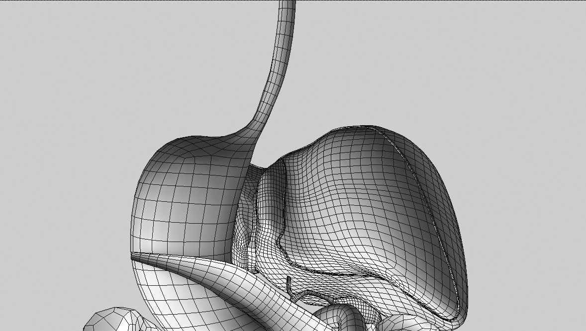 Digestive system Low-poly 3D model_11