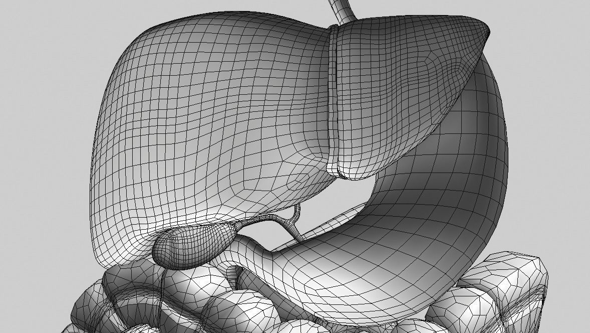 Digestive system Low-poly 3D model_12