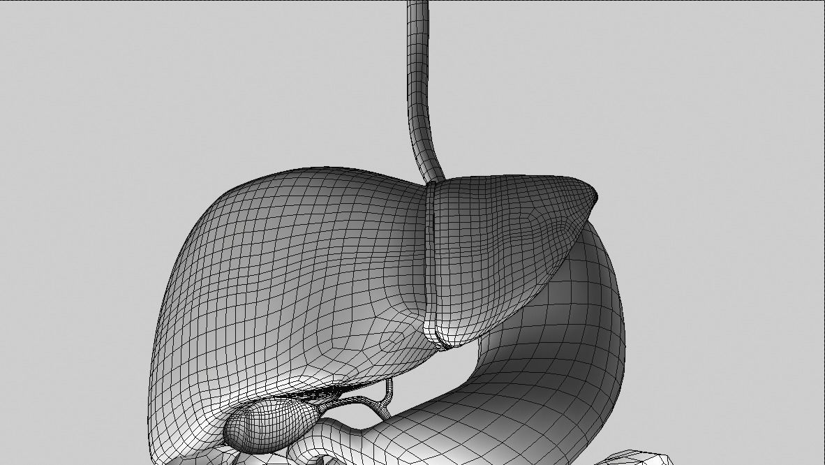 Digestive system Low-poly 3D model_10