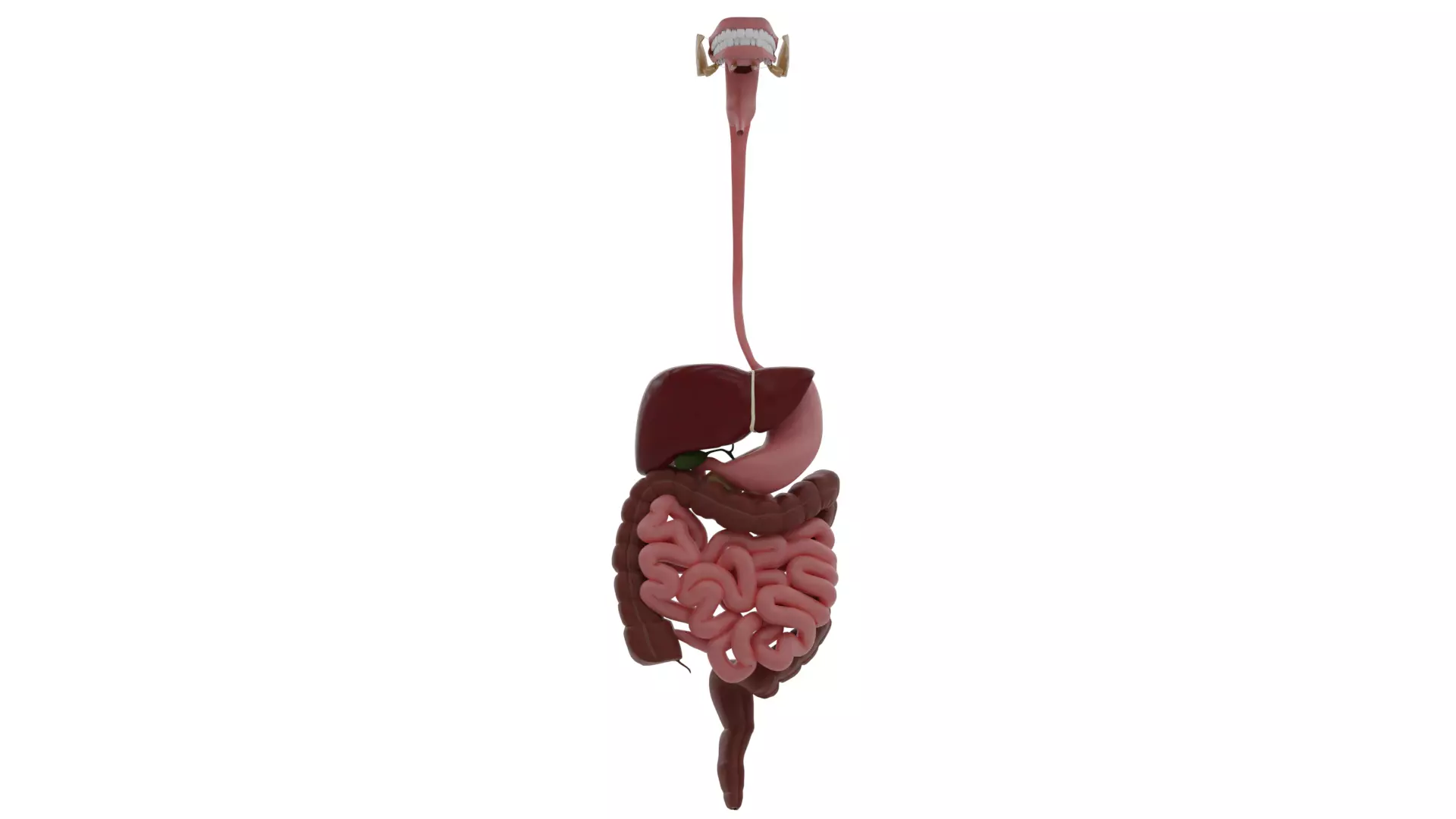 Digestive system Low-poly 3D model_0