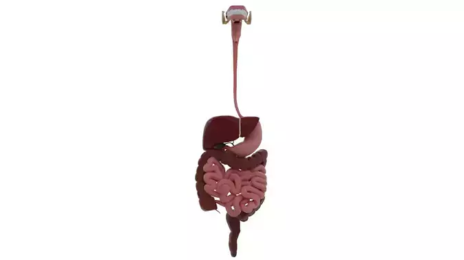 Digestive system Low-poly 3D model