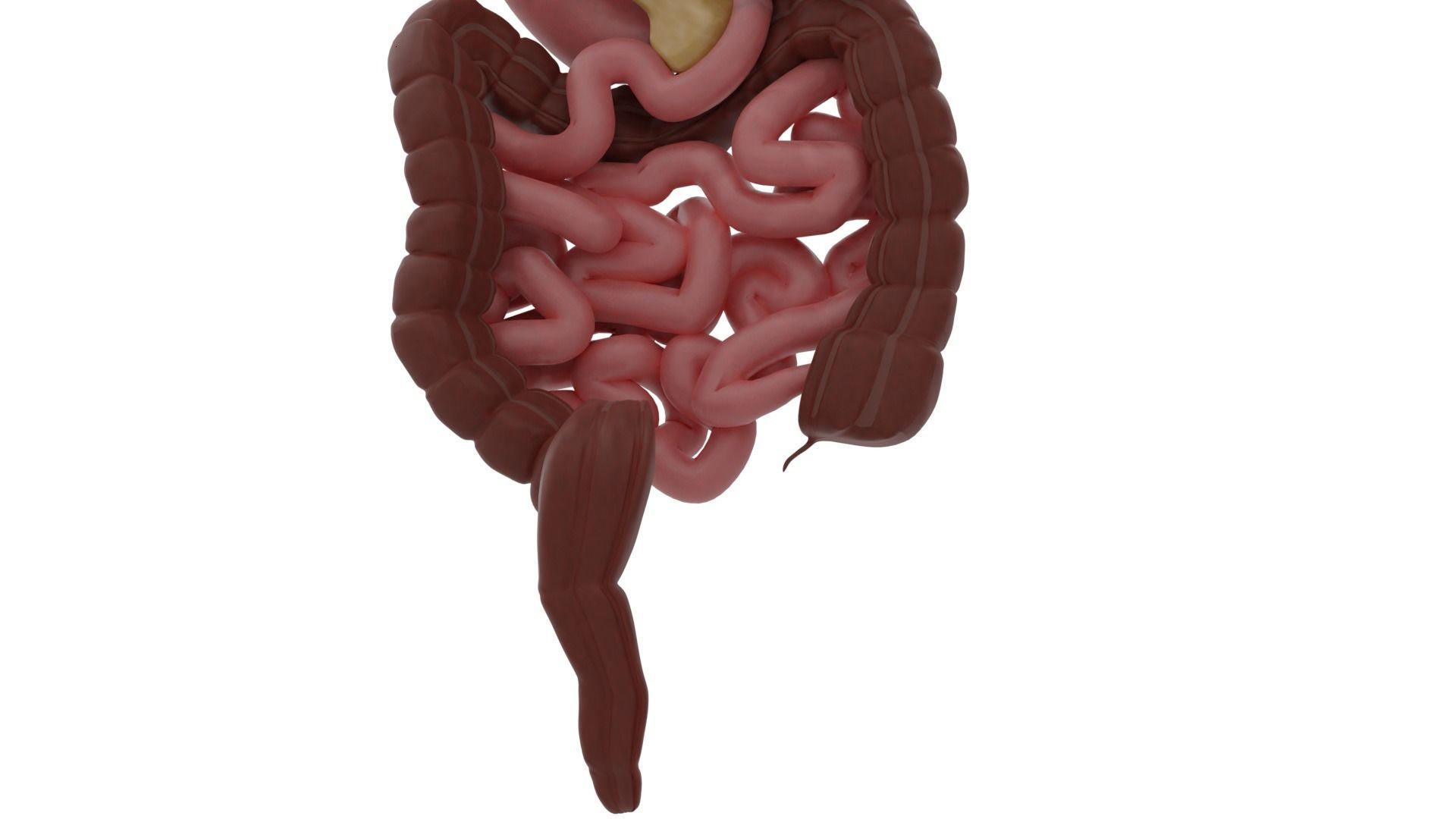 Digestive system Low-poly 3D model_4