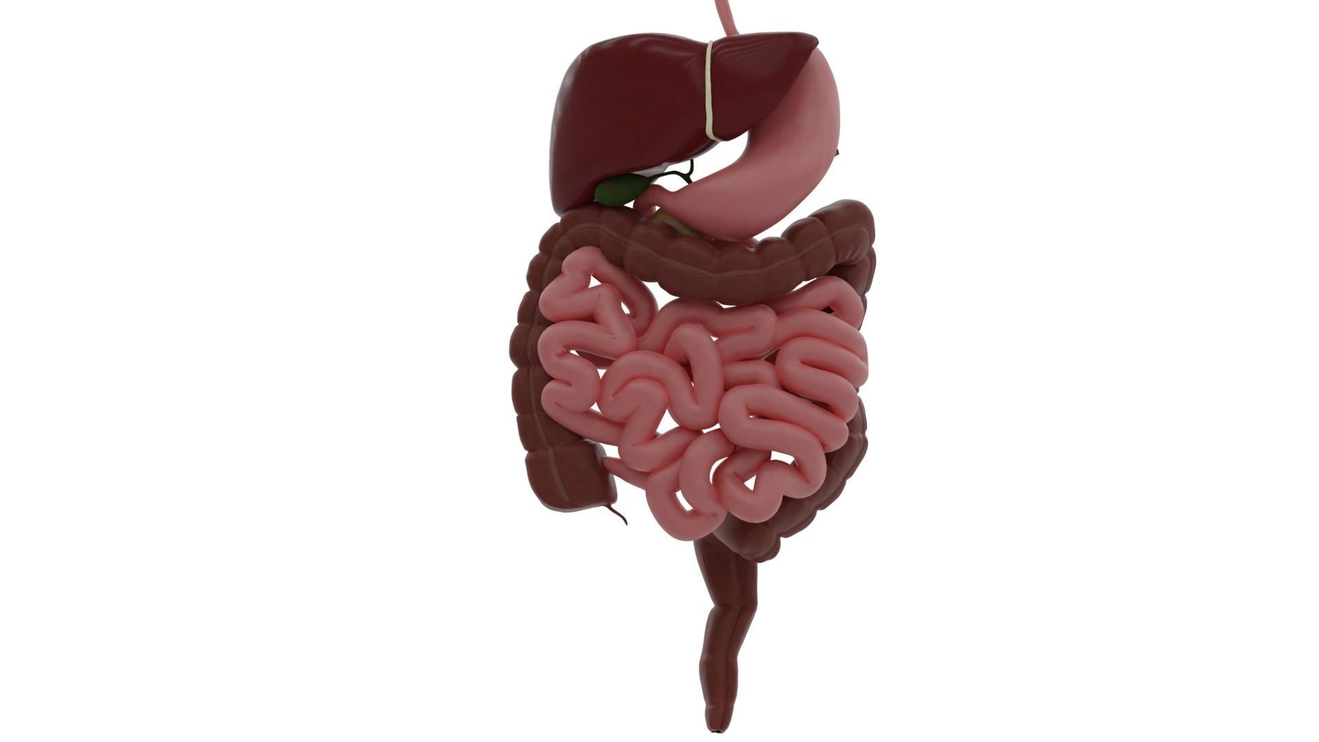 Digestive system Low-poly 3D model_1