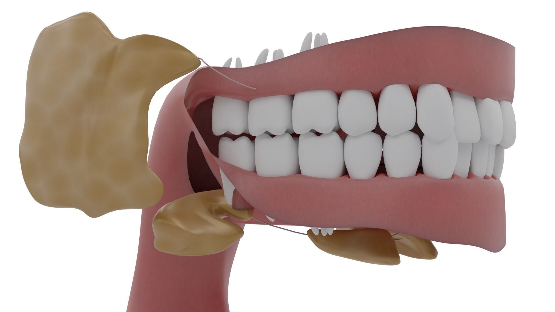 Digestive system Low-poly 3D model_7