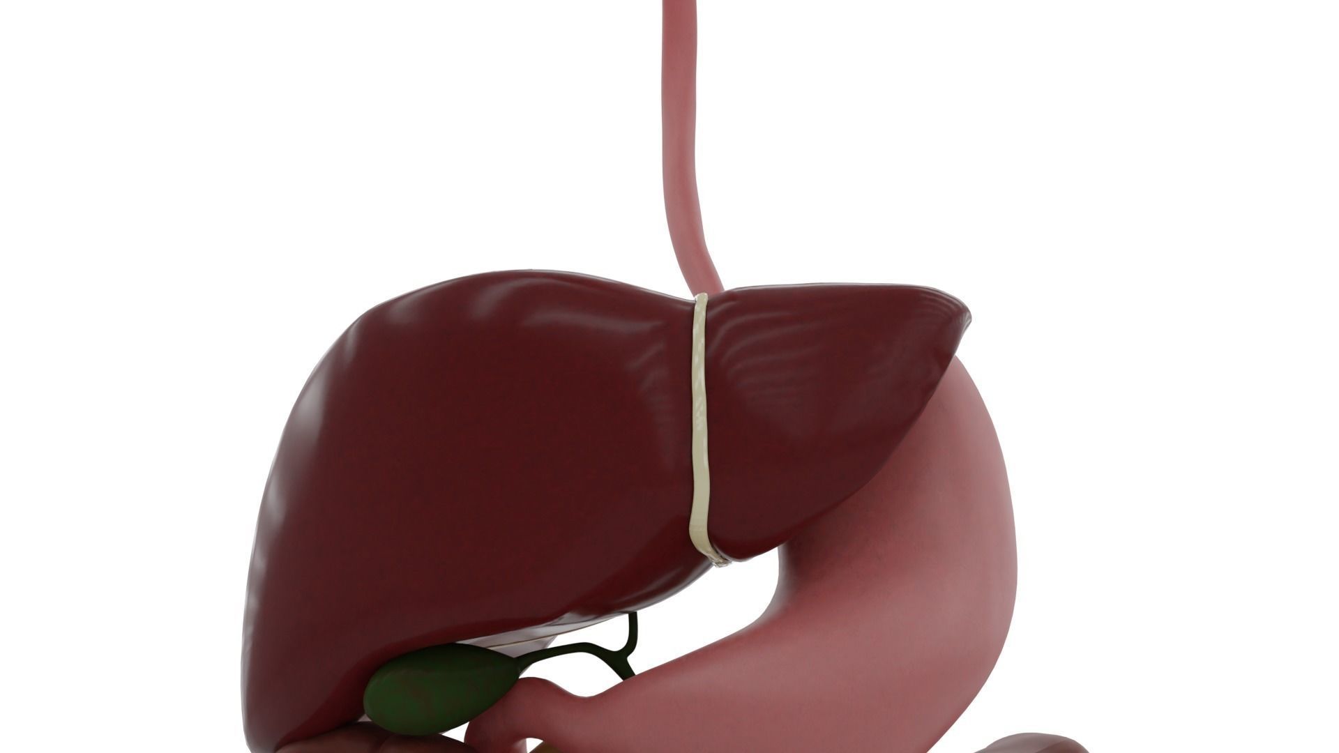 Digestive system Low-poly 3D model_3