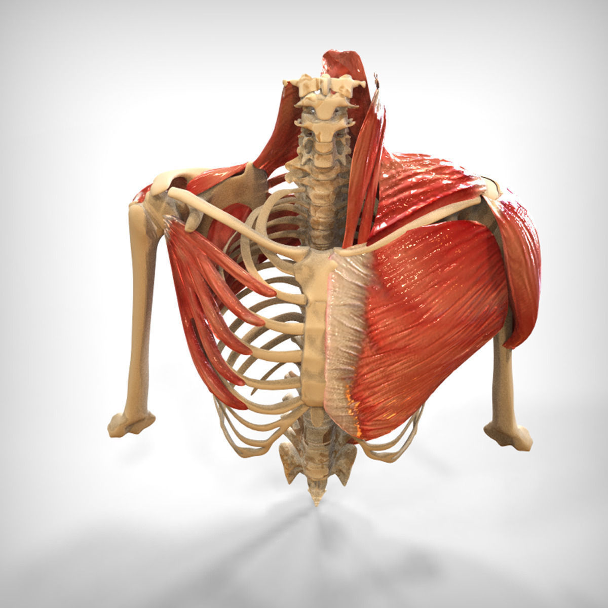 Human Upper skeletal and Connecting Muscles 3D model_1