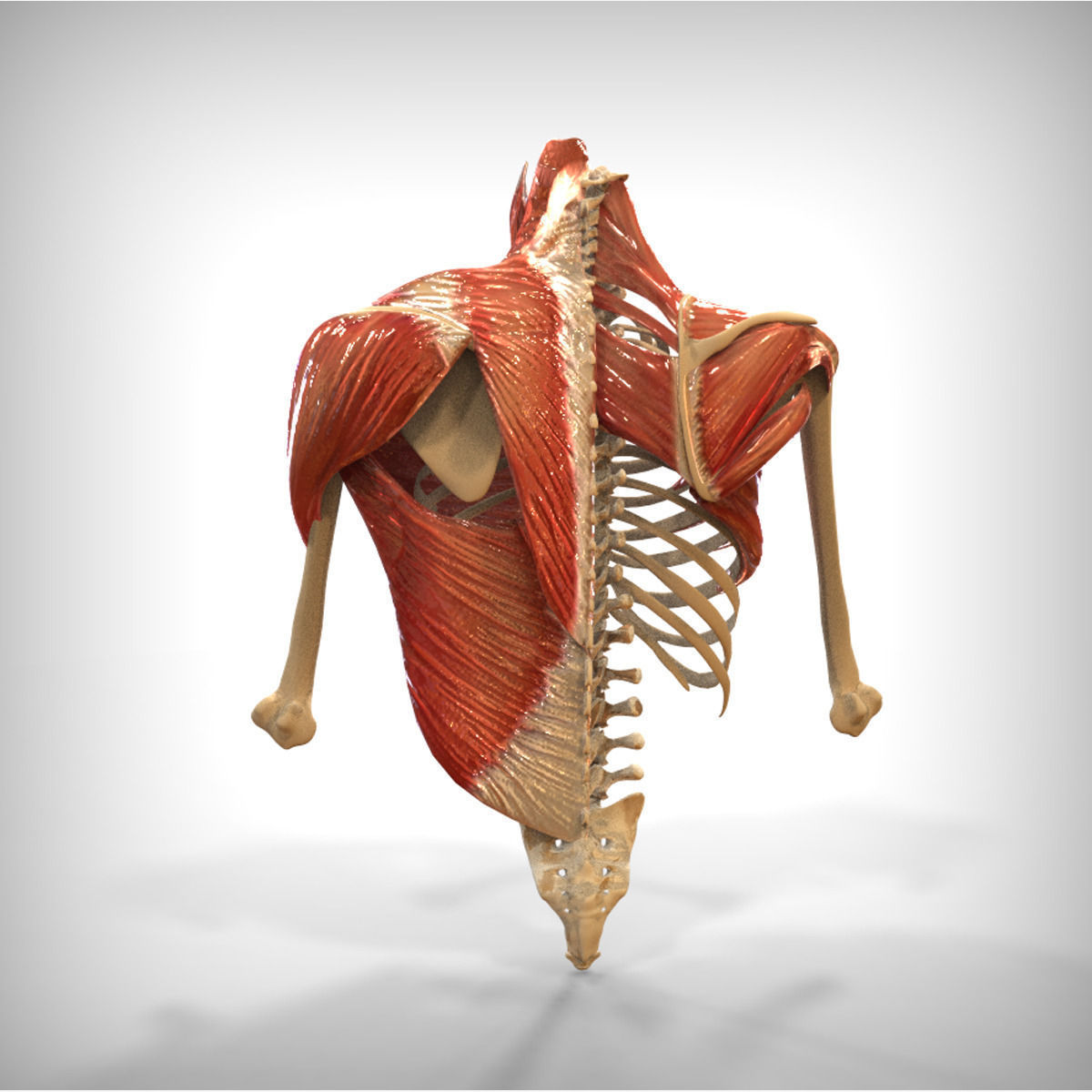 Human Upper skeletal and Connecting Muscles 3D model_3
