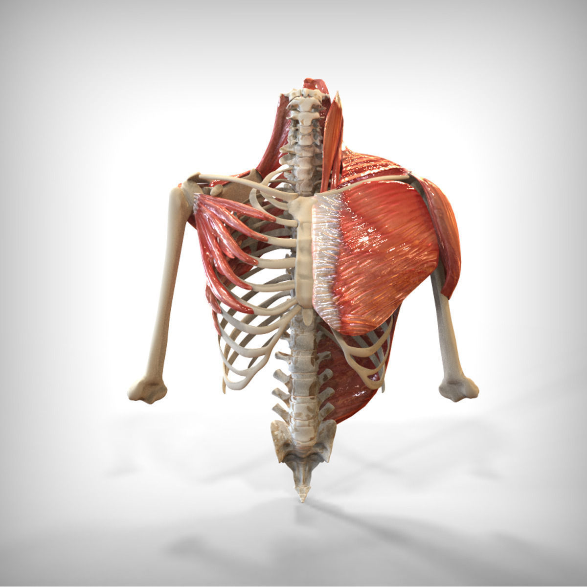 Human Upper skeletal and Connecting Muscles 3D model_4