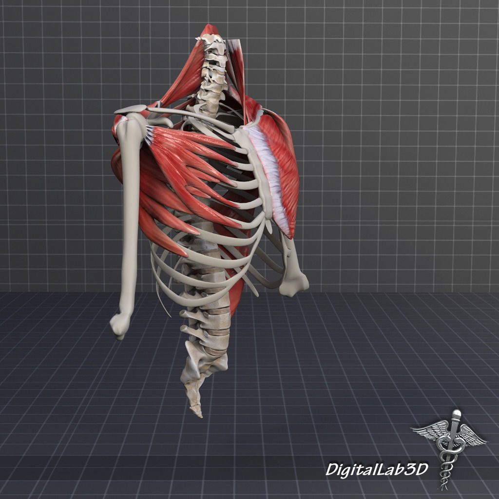 Human Upper skeletal and Connecting Muscles 3D model_11