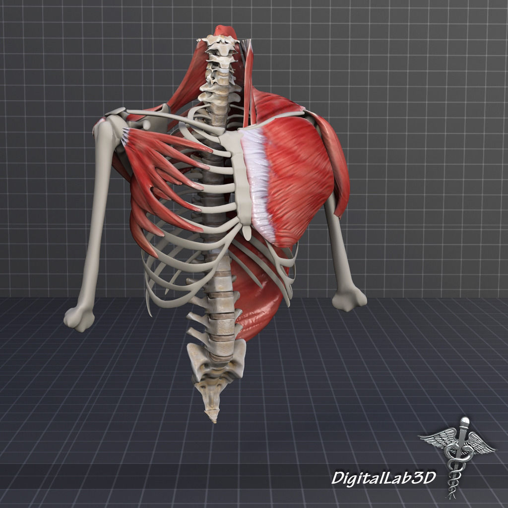 Human Upper skeletal and Connecting Muscles 3D model_12