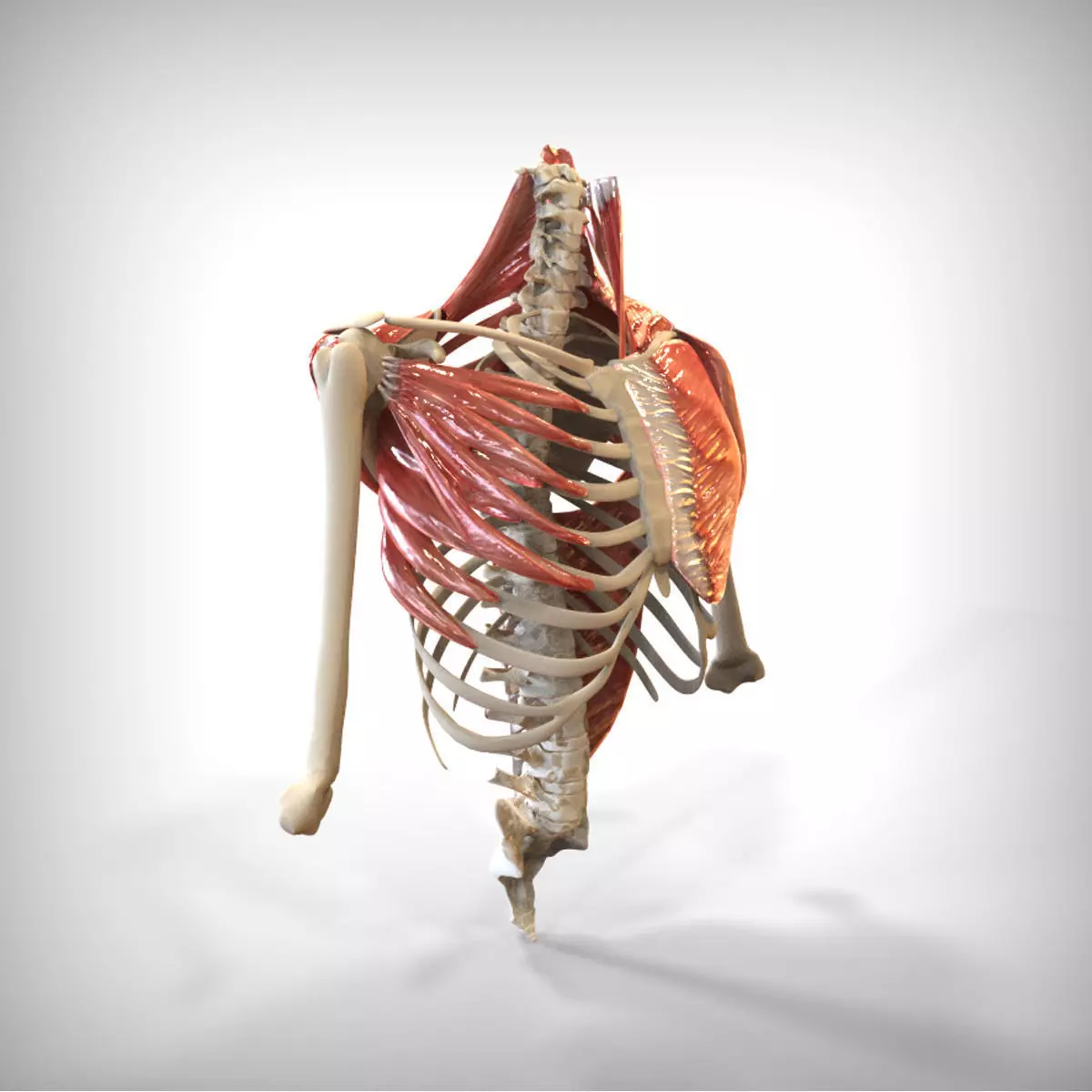 Human Upper skeletal and Connecting Muscles 3D model_0