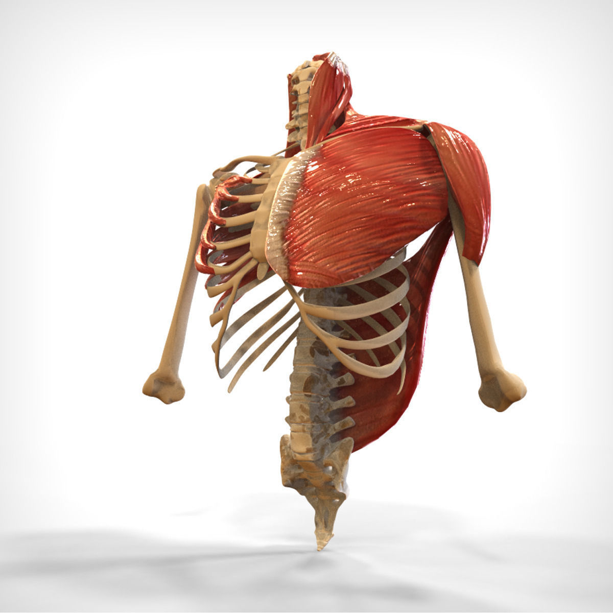 Human Upper skeletal and Connecting Muscles 3D model_2