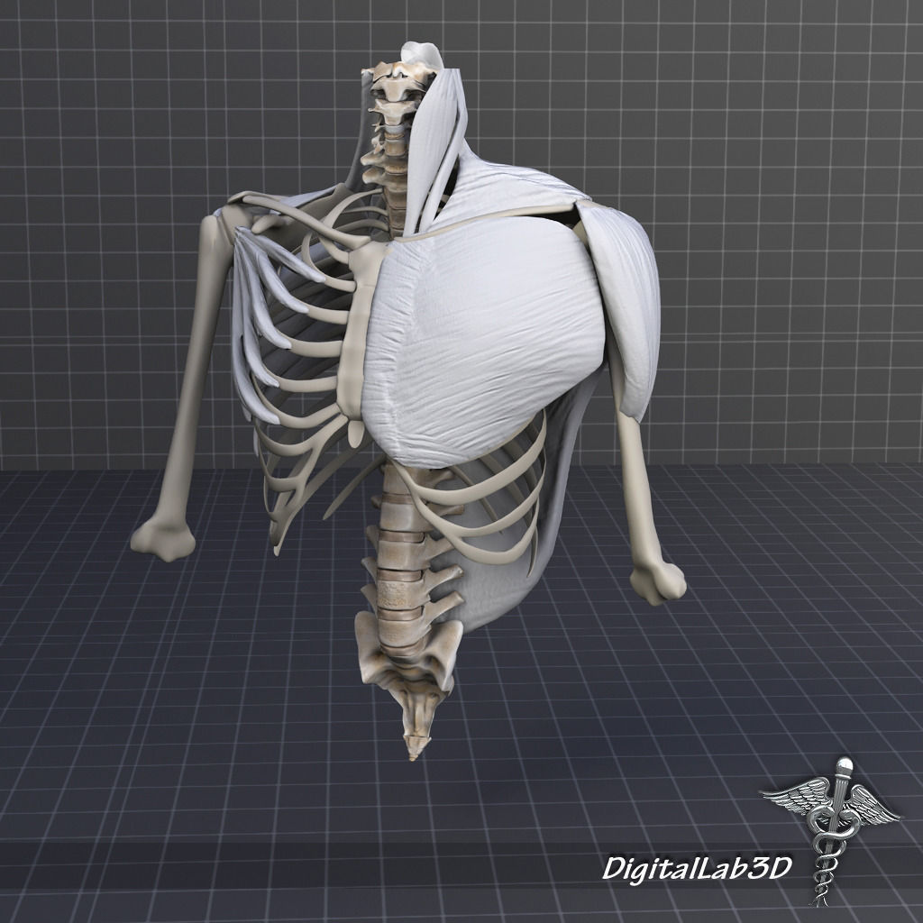 Human Upper skeletal and Connecting Muscles 3D model_5