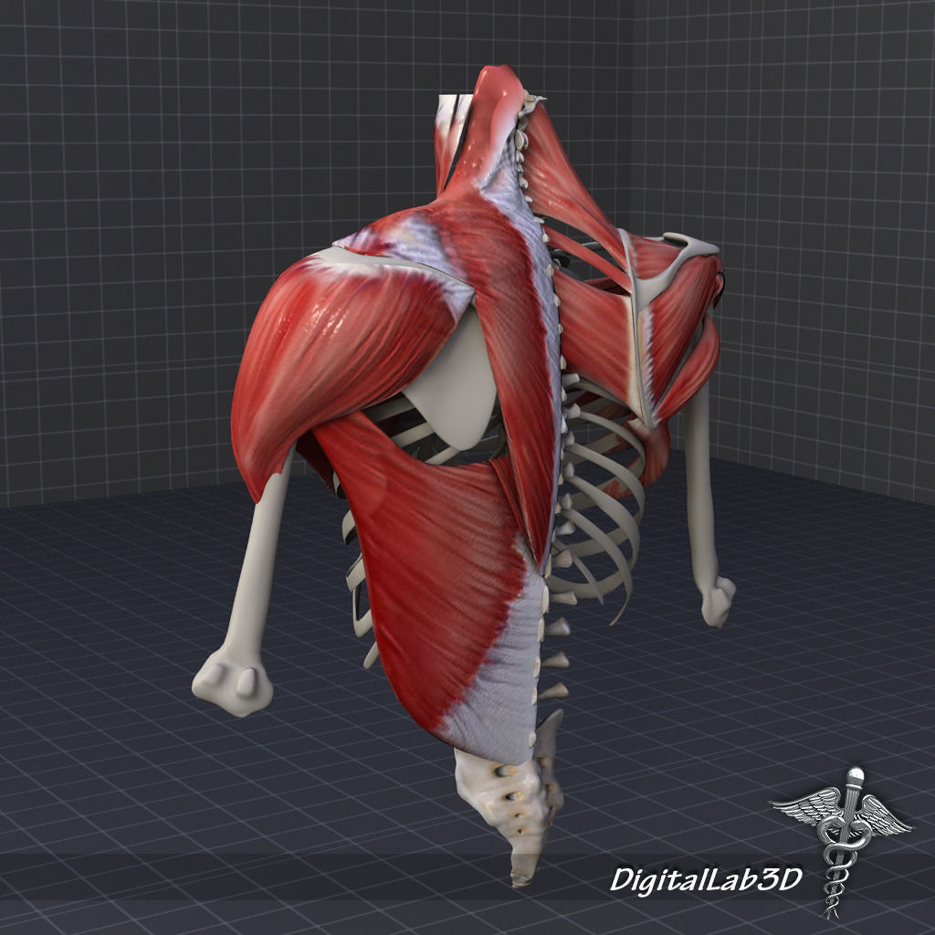 Human Upper skeletal and Connecting Muscles 3D model_9
