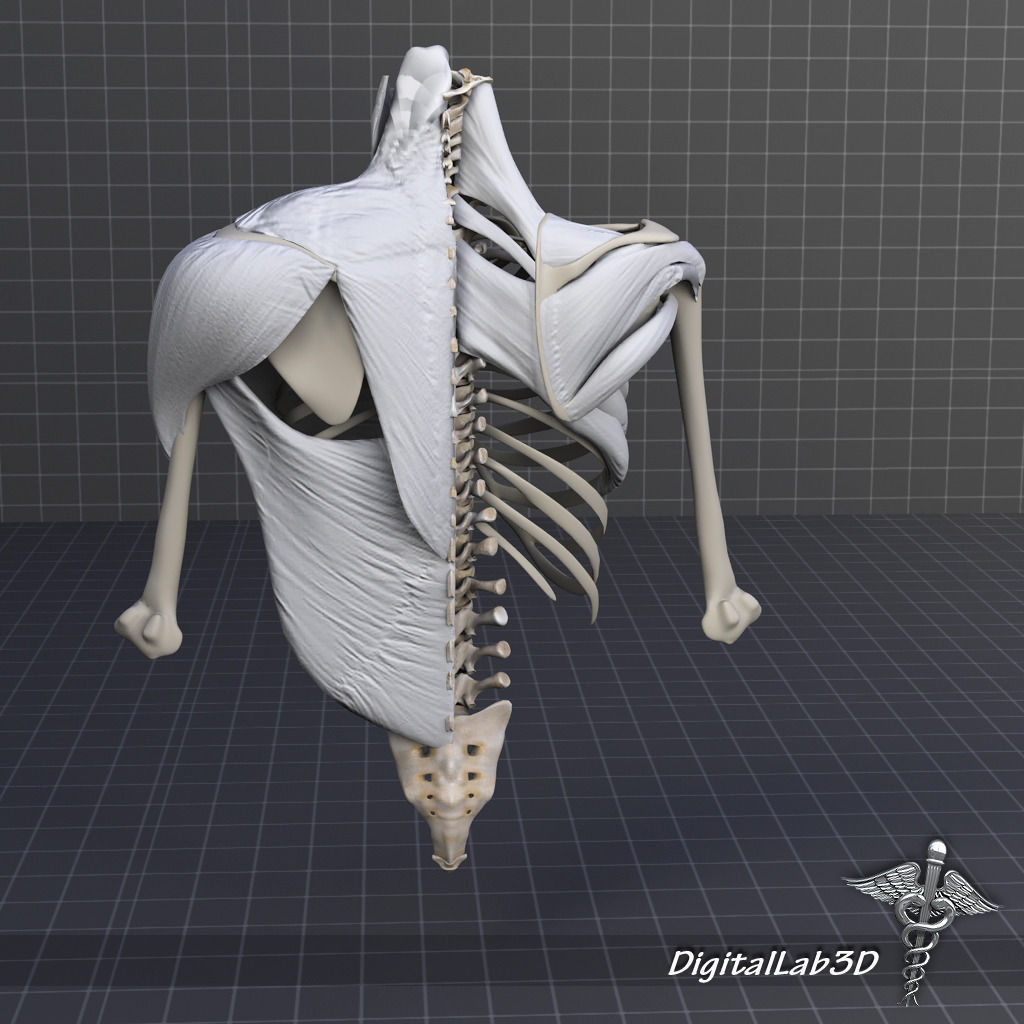 Human Upper skeletal and Connecting Muscles 3D model_8