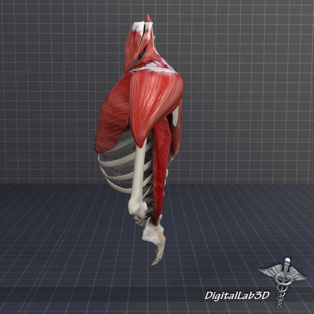 Human Upper skeletal and Connecting Muscles 3D model_7