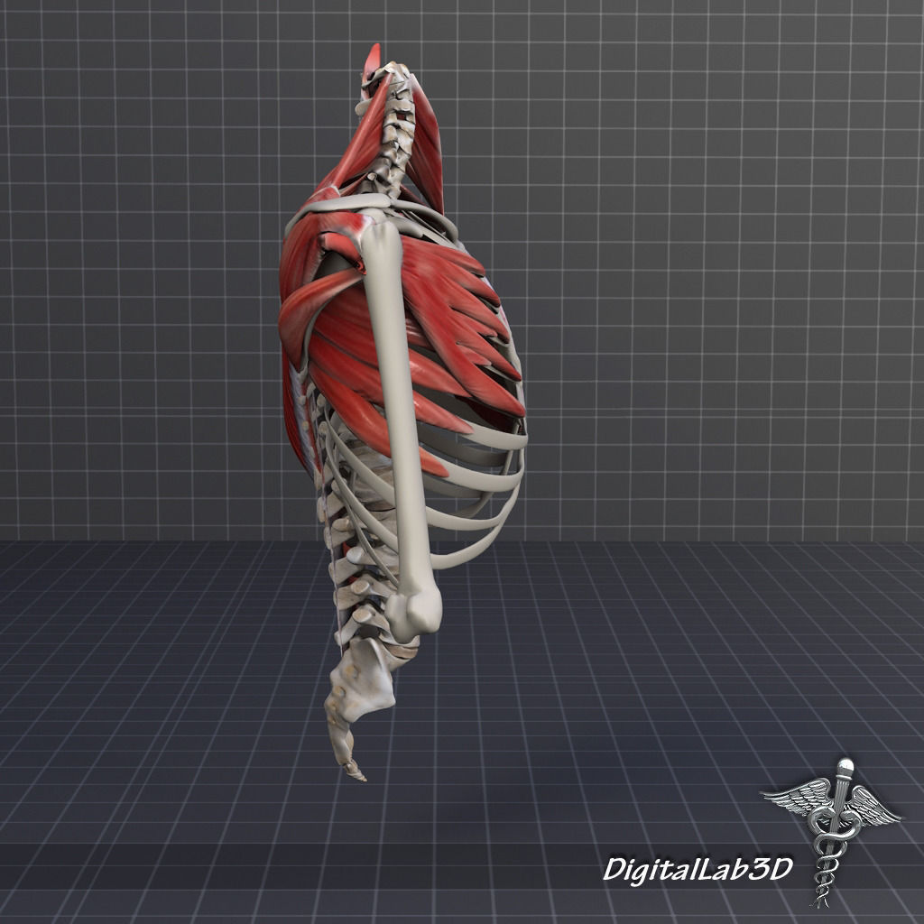 Human Upper skeletal and Connecting Muscles 3D model_10