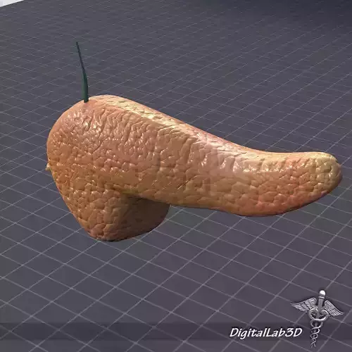 Pancreas External 3D model