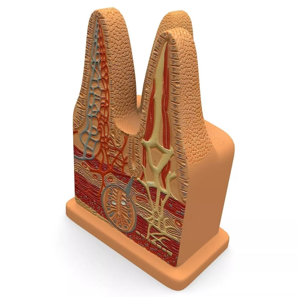 Microbiology Digestive Villi 3D model