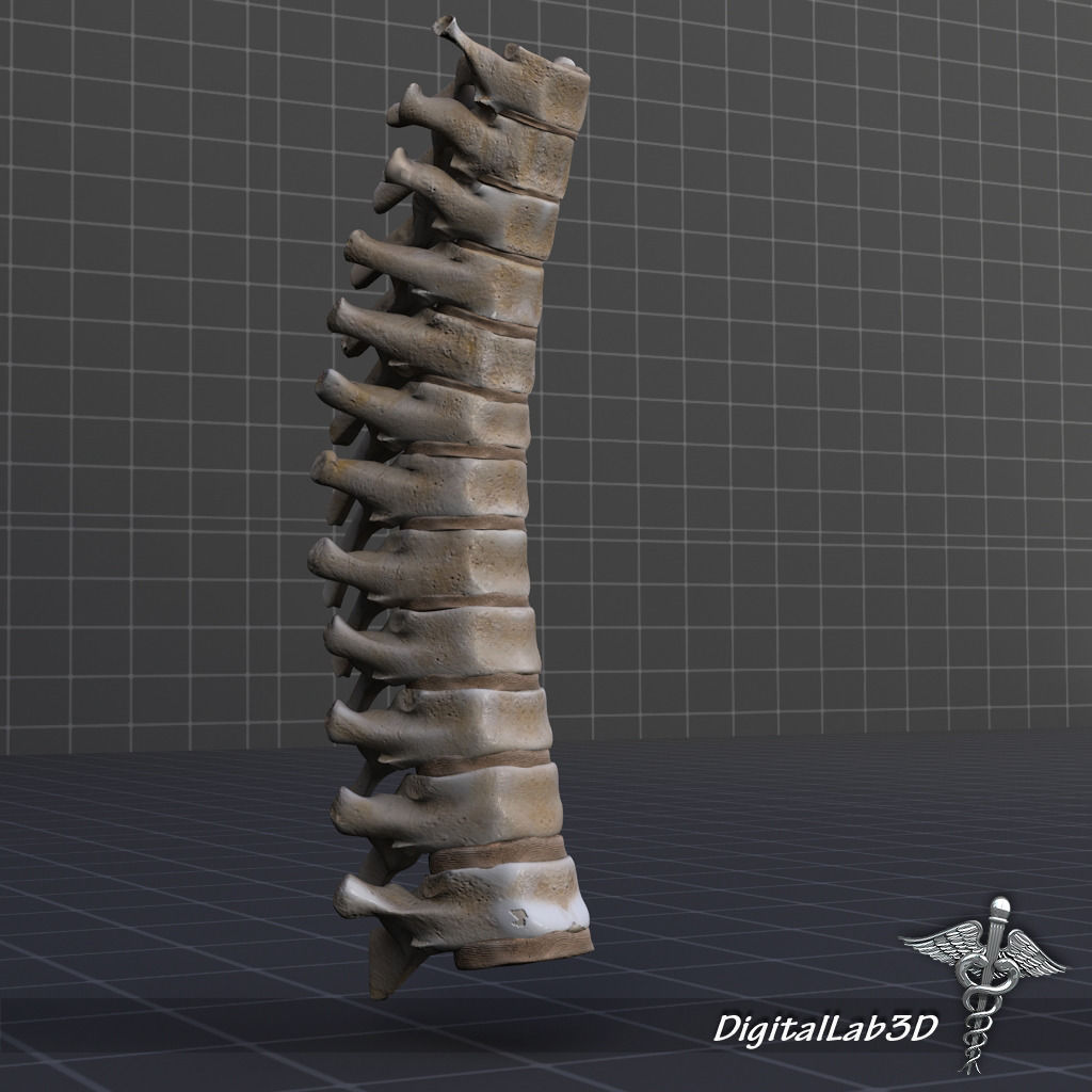 Human Thoracic Vertebrae 3D model_4