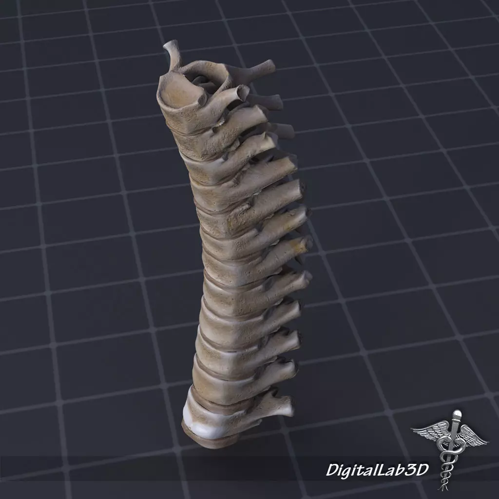 Human Thoracic Vertebrae 3D model_0