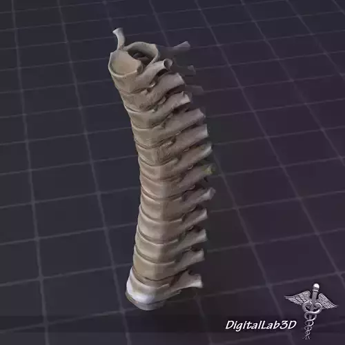Human Thoracic Vertebrae 3D model