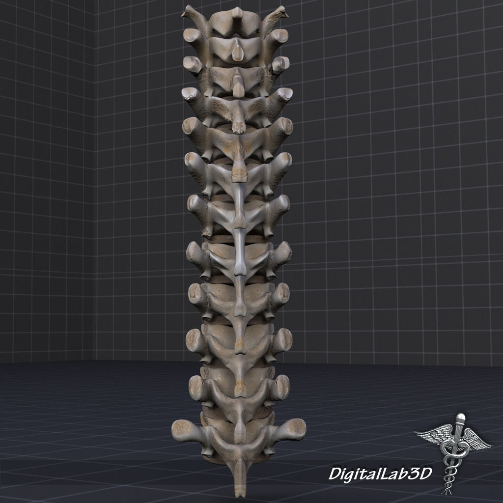 Human Thoracic Vertebrae 3D model_3