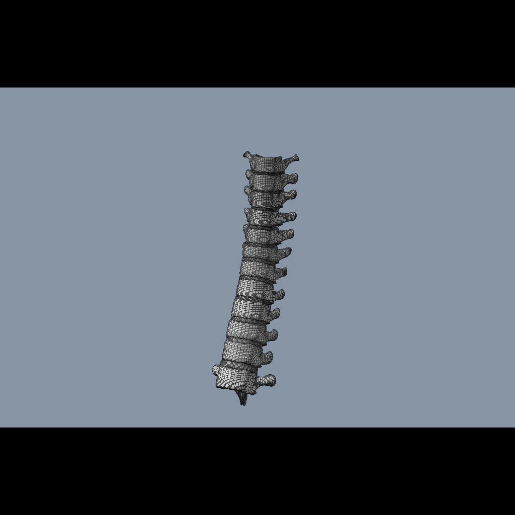 Human Thoracic Vertebrae 3D model_8