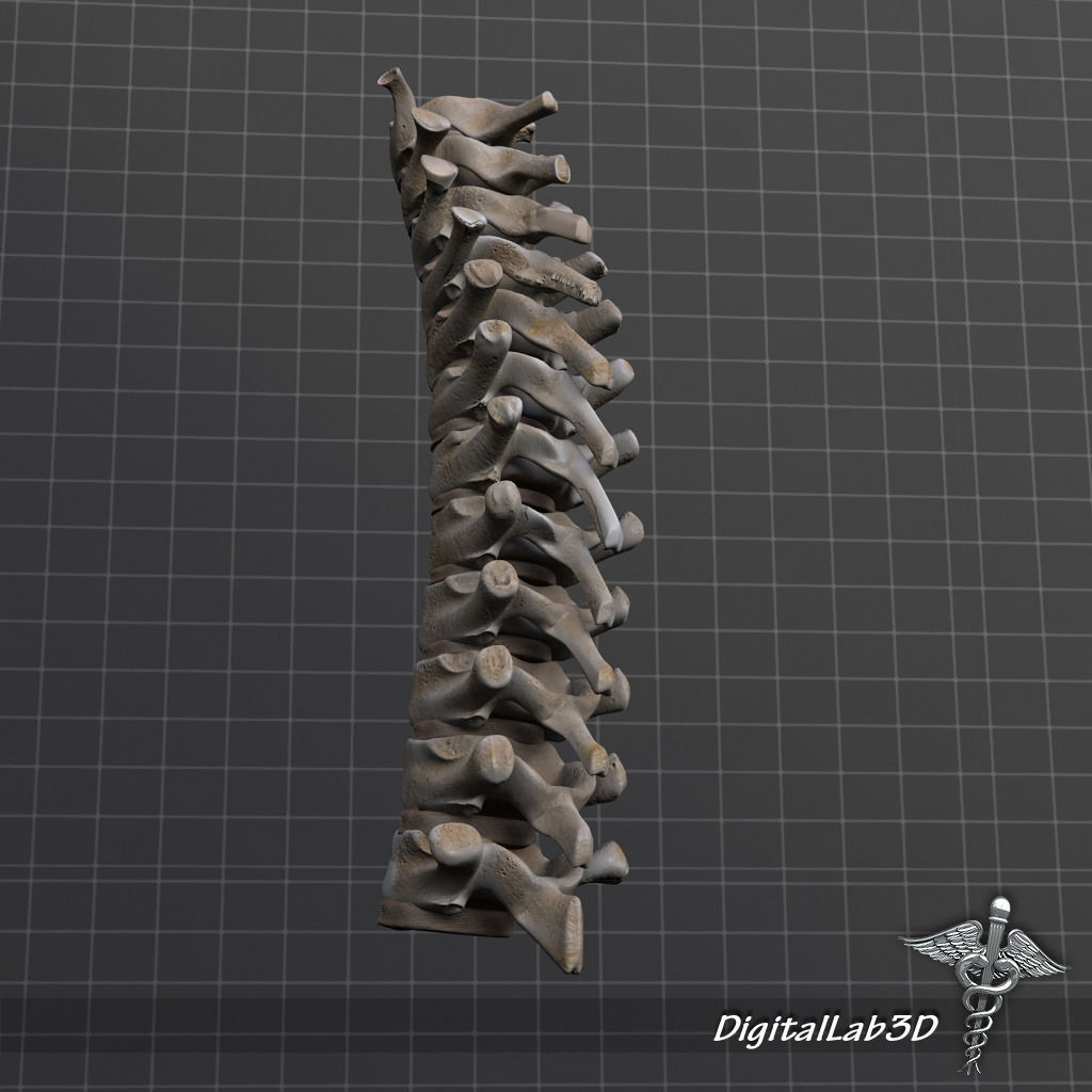 Human Thoracic Vertebrae 3D model_1