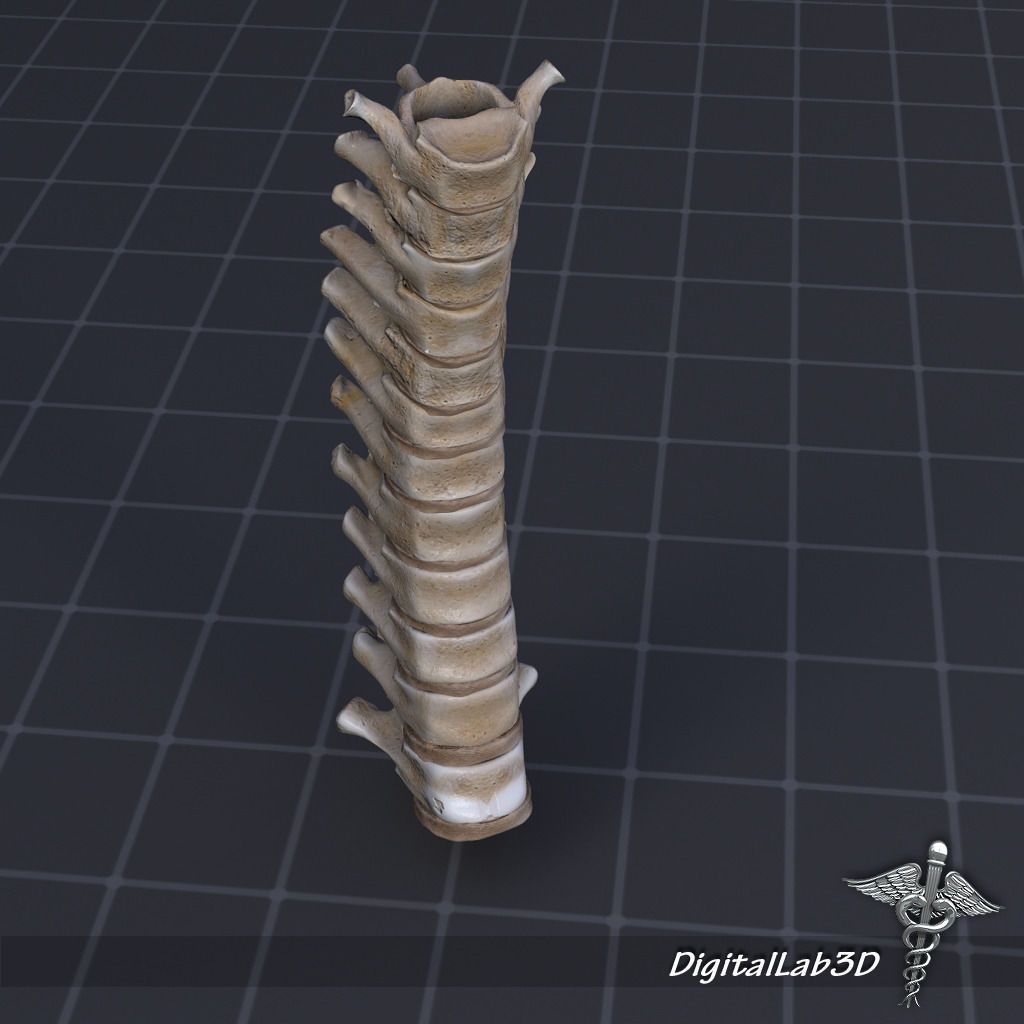 Human Thoracic Vertebrae 3D model_5