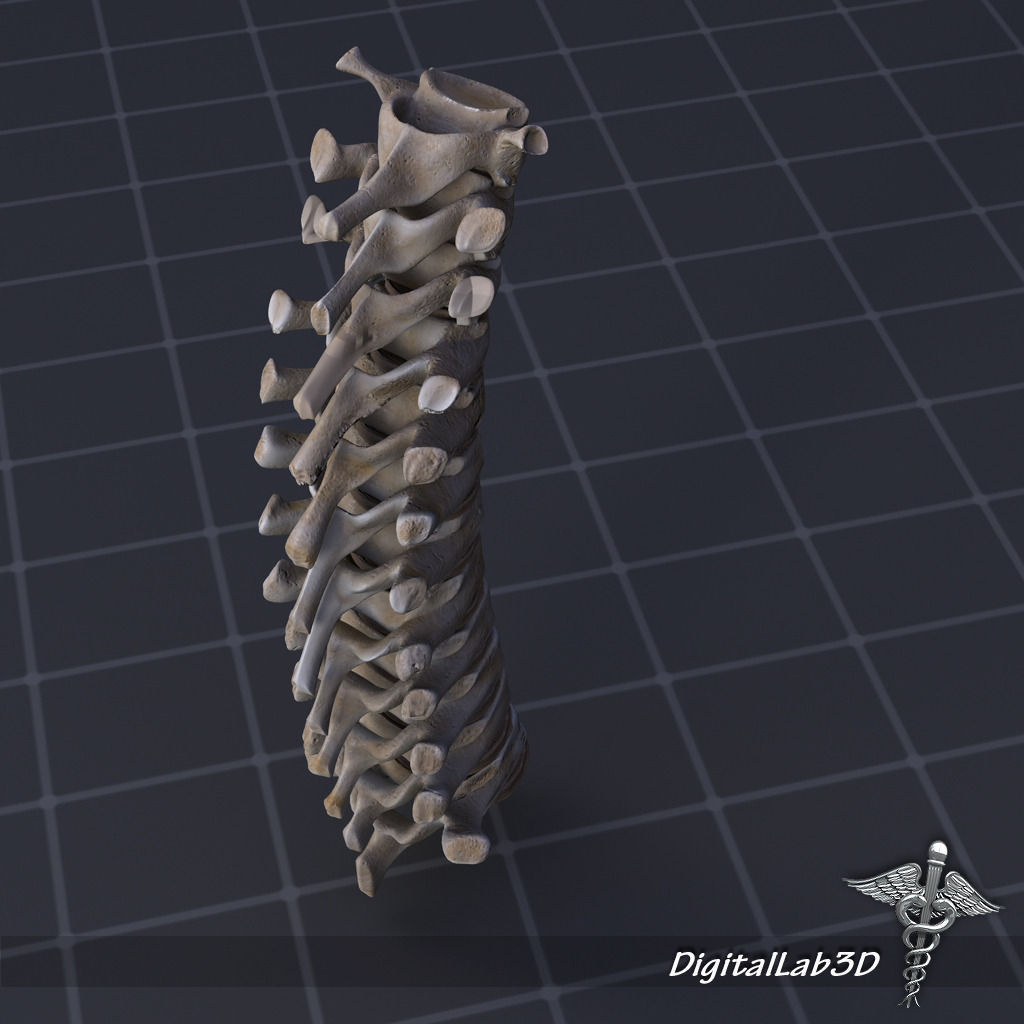 Human Thoracic Vertebrae 3D model_2