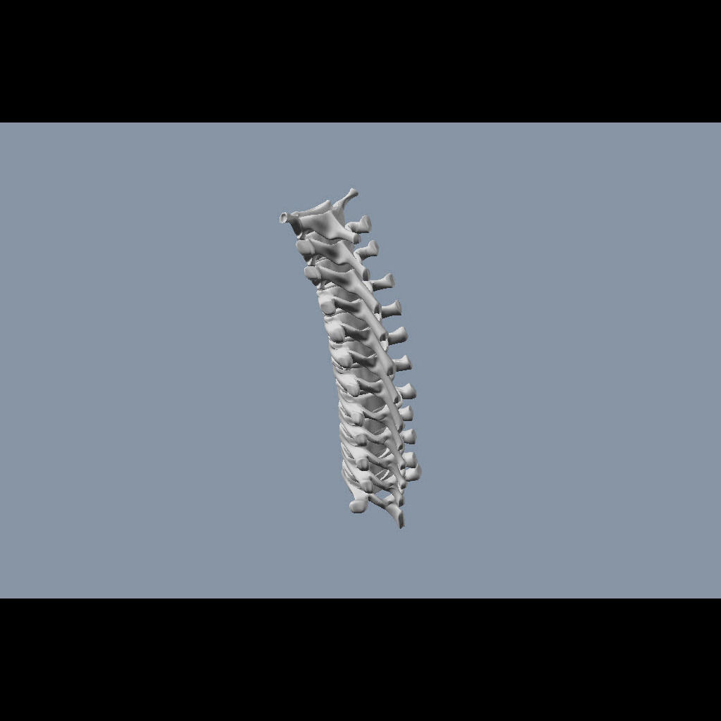 Human Thoracic Vertebrae 3D model_6