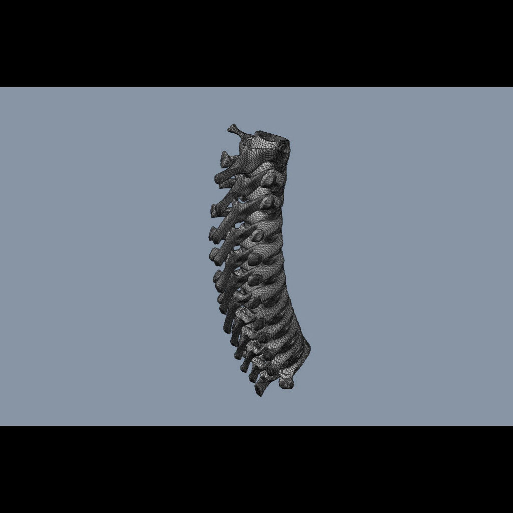 Human Thoracic Vertebrae 3D model_7