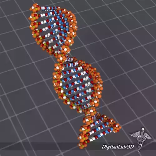 DNA structure 3D model