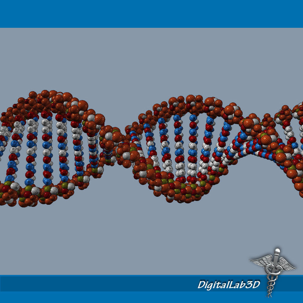 DNA structure 3D Model MAX OBJ 3DS FBX C4D LWO LW LWS ...