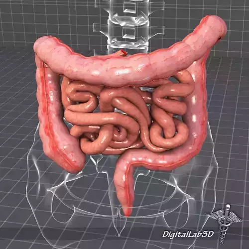 Human Large and Small Intestines 3D model